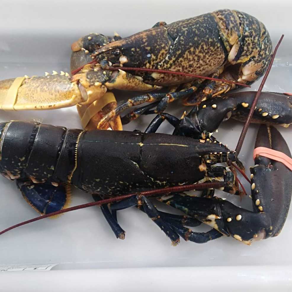 Bogavante azul 0,500 a 0,600 gr la pieza