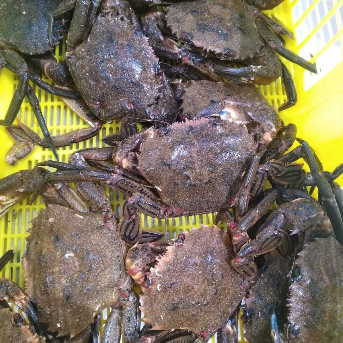 Nécoras de la ría €/Kg